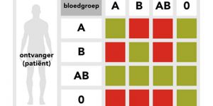 Wat zijn bloedgroepen? Alles over het bloedgroep dieet